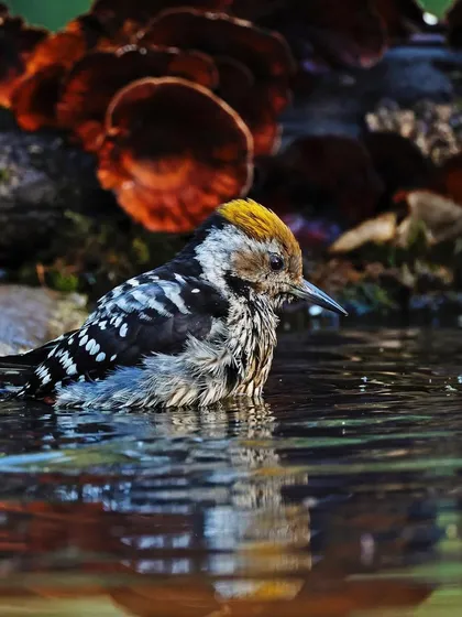 A Brown-fronted Woodpecker takes a moment to bathe in a shallow pool. The image captures the water droplets and wet feathers in exquisite detail, reflecting the surrounding forest colors and offering a rare glimpse into the bird's personal grooming behavior.