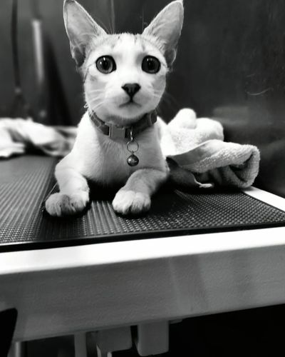 Pet Adoption Services