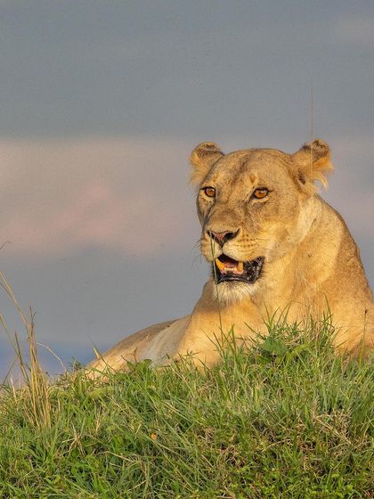 The "Savanna Queen," a lioness resting on a rise, perfectly lit by the golden hour sun.
