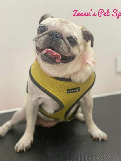Zeenu's Pet Spa - Dog Grooming & Spa We Love All Breeds photo 9