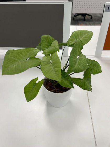 Rakshith Landscaping - Landscape Design & Installation Plant & Tree Supply photo 62