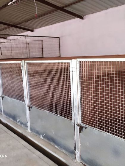 Our kennel setup ensures that dogs have their own space and are not forced to share, reducing stress and ensuring a peaceful rest.