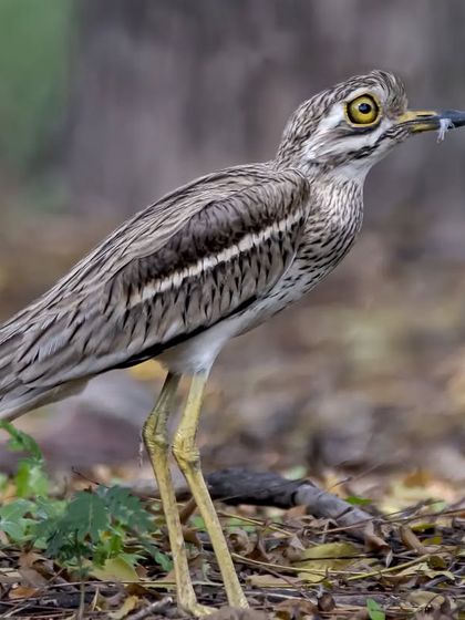 A full-body portrait of the Indian Stone-curlew, showcasing its long legs and cryptic plumage that helps it blend into its stony habitat.