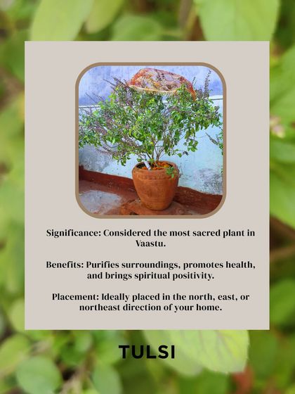 The Tulsi plant is considered the most sacred plant in Vaastu. Placing it in the North, East, or Northeast direction of your home purifies the surroundings, promotes health, and invites immense spiritual positivity.