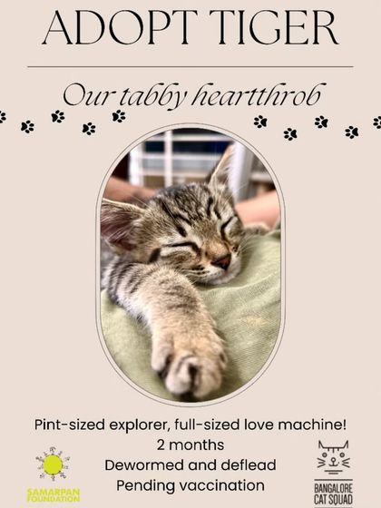 Meet Baby Tiger, a pint-sized tabby explorer and a full-sized love machine. At 2 months old, he is dewormed, deflead, and ready to roar his way into your heart.
