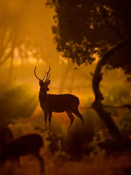 A majestic swamp deer silhouetted against a fiery orange sunset in Kanha. The backlighting is so strong that it creates a halo effect, turning the animal into a mythical figure.