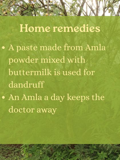 Discover the benefits of Amla, or Indian gooseberry, a fruit treasured in Ayurveda for its rejuvenating properties. We show you how to use it in everything from chutneys to hair oil.