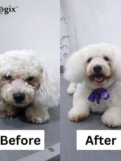 We specialize in making even the most tear-stained and matted coats look bright and beautiful again. This transformation speaks for itself.