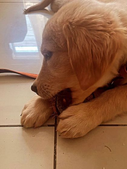 Zoella Dog Training - Puppy Foundation Training Good Manners at Home photo 3