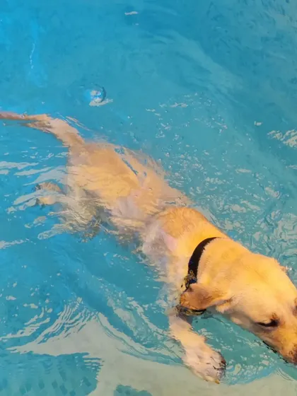 Daksha the Labrador gliding peacefully through the water. It's so relaxing to watch them swim.