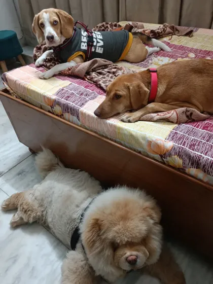 After a long day of play, it's time to relax. Here, dogs can choose their favorite spot to nap, whether it's on the bed like this Beagle and his friend, or on the cool floor like this fluffy Chow Chow. My home is their home, and comfort is always the top priority.