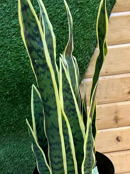 An artificial snake plant, known for its striking vertical leaves. This is a classic, versatile plant that fits well with many decor styles, and our high-quality version requires no specific light conditions.