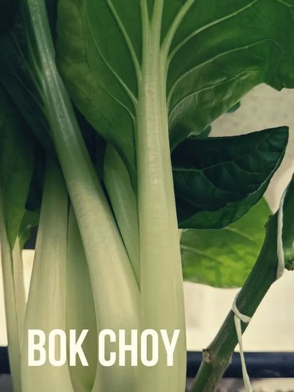 A collection of our various leafy greens and herbs, showcasing their lushness and health.