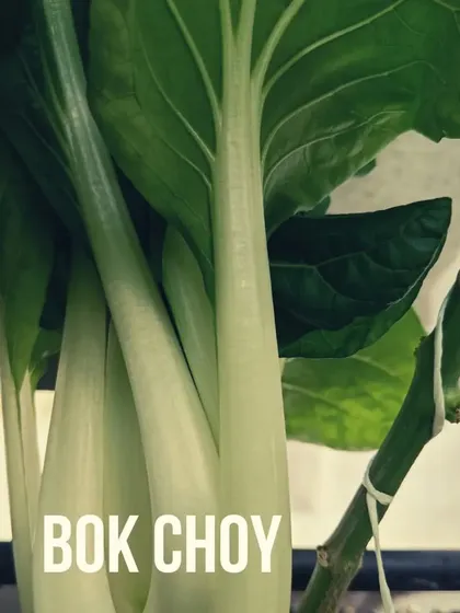 A collection of our various leafy greens and herbs, showcasing their lushness and health.