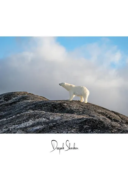 From curious quests on rocky shores to solitary walks across the ice, these images showcase the diverse behaviors and stunning environments of the polar bears we encounter on my Arctic journeys.