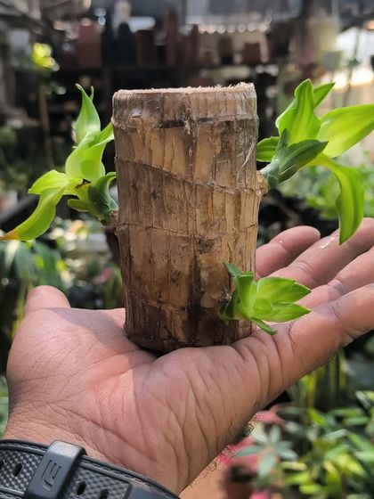 Easy-Care Indoor Plants photo 22