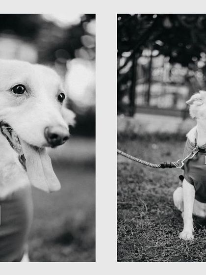 Pet-Friendly Sessions photo 4