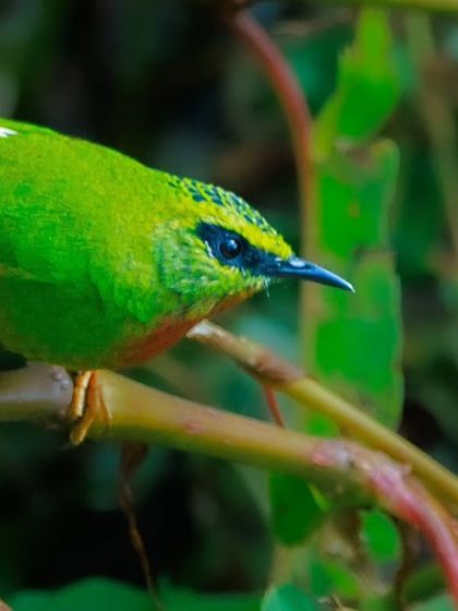 Another view of the Fire-tailed Myzornis, showing the black scalloping on its crown and its long, decurved bill, perfect for probing for insects.