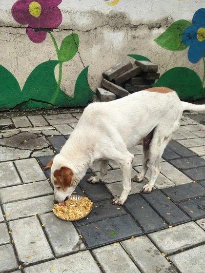 A dog eats his meal in front of a colorful wall mural. Even in the concrete jungle, we can find moments of beauty and kindness.