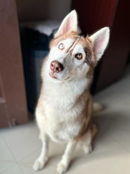 PL Paws - Dog Fostering Program Medical & Special Needs Care photo 12