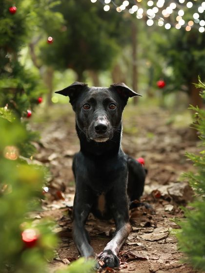 Priyanka - Themed & Special Occasion Pet Photography Holiday Adventures photo 3