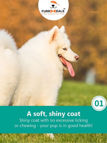 How can you tell if your dog is in good health? This guide covers the five key signs, from a soft, shiny coat and clean teeth to being active and engaged.