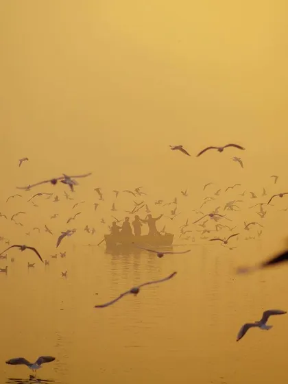 A golden, hazy shot of a boat surrounded by birds, featured as part of my work.