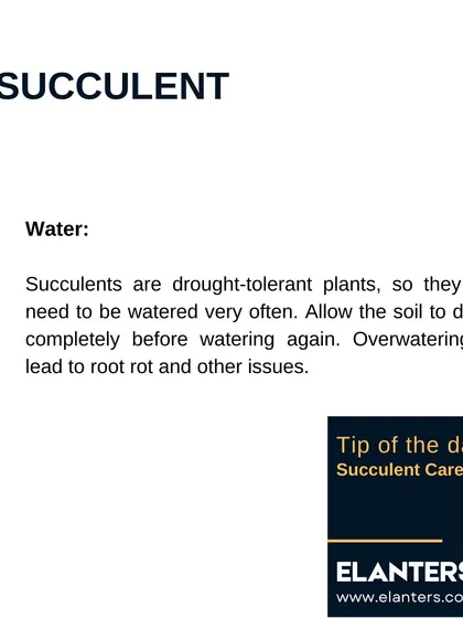 Succulent Care Part 3: Water. Succulents are drought-tolerant, so allow the soil to dry out completely before watering again. Overwatering is the most common mistake.