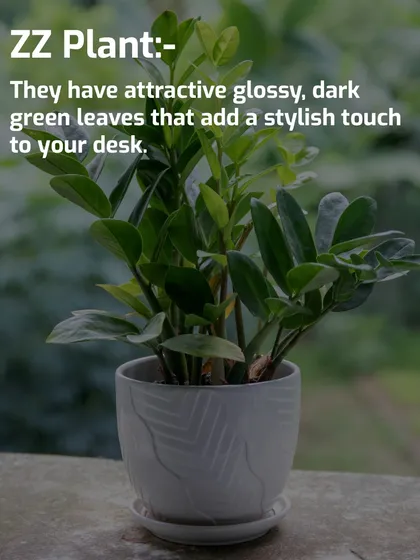 The ZZ Plant is one of the hardiest indoor plants you can find, making it ideal for busy professionals. Its glossy, dark green leaves provide a sleek, modern look that enhances any desk or office corner with minimal care required.
