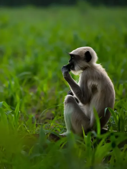 A juvenile Hanuman Langur soaking up the golden morning light. Photography is all about light, and being in the right place at the right time is key to capturing magical moments like this.