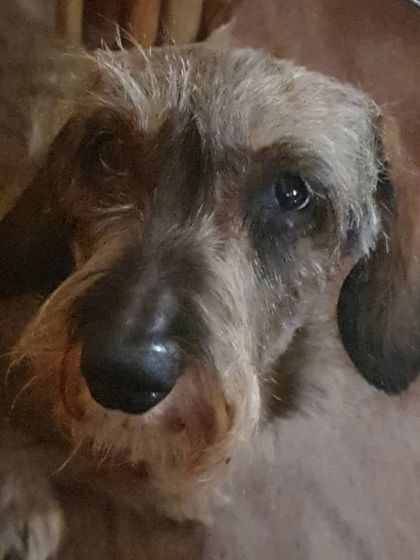 The Urban Dawg - Canine Nutrition & Wellness Consulting A Glimpse Into Our Daily Life photo 4