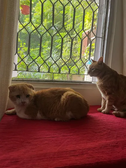 Maya and Bhopla enjoying the window together. It's wonderful to welcome back old friends.