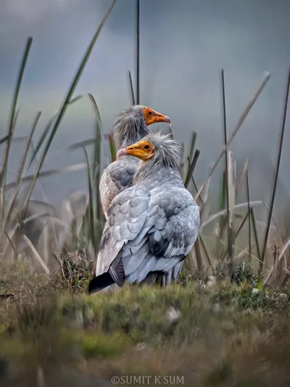 In the early morning mist, I found this Egyptian Vulture pair sharing a quiet moment. The atmospheric lighting and their close posture tell a story of companionship and survival, a serene scene from the life of these important scavengers.