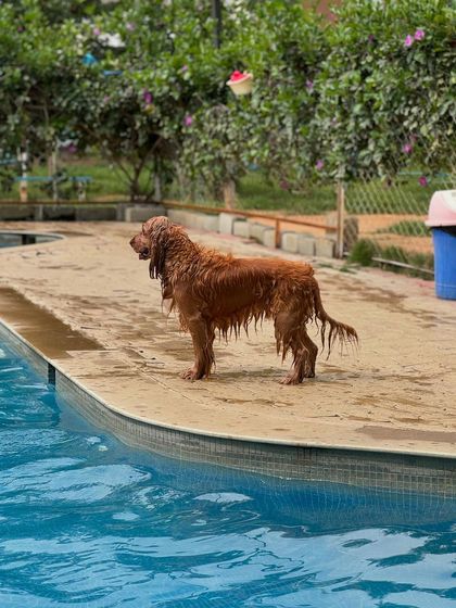 Posto enjoying a swim at a dog park. He's a true water baby.