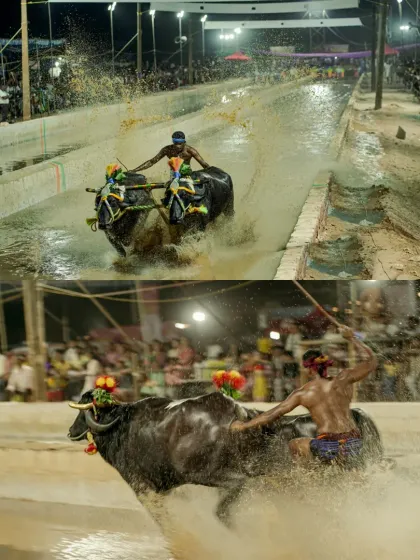 The sheer power of a Kambala race is breathtaking. This collage shows the jockey and his buffaloes charging through the muddy track, a moment of perfect synchronization and explosive energy that is central to this traditional Karavali sport.