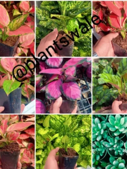 A collage showcasing the vibrant colors and textures of our smaller plants. This includes red Aglaonema, Calathea, and various succulents, perfect for creating colorful arrangements.