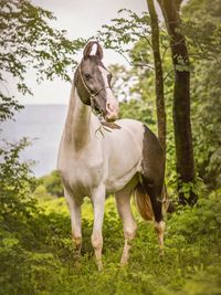 Pet & Equine Photography