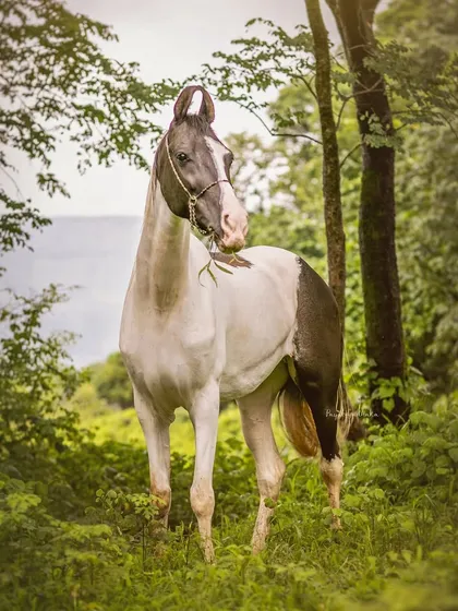 A beautiful pinto horse stands among the trees, framed by the deep green foliage of the forest. I use natural light and surroundings to create timeless, painterly equine portraits like this one.