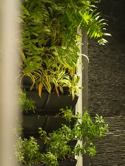 A detailed shot of a modular green wall system, showing how individual plants like ferns and spider plants are arranged to create a full and thriving vertical landscape.