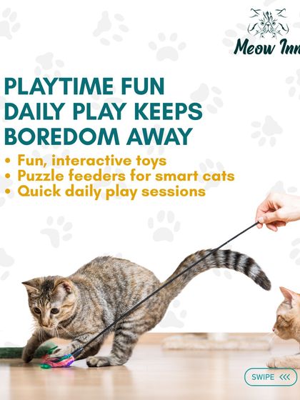 Meow Inn - Cat Lounge & Play Sessions Cat Care 101: Tips & Facts photo 6