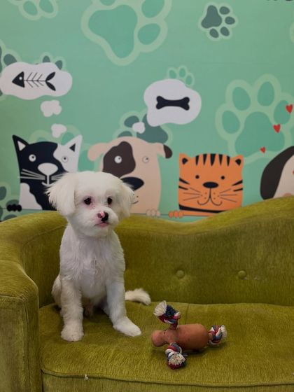 Tails of the City - Pet Grooming Our Happy Doggos photo 5