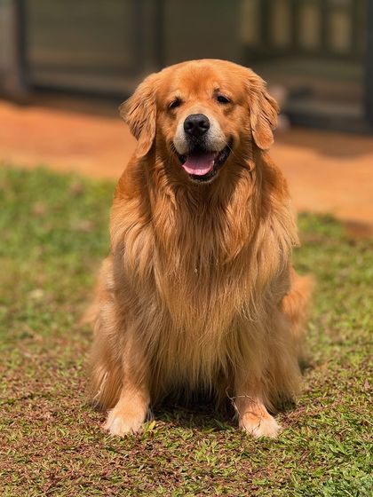 The Pawsome Camp - Dog Daycare & Boarding Our Pack: Portraits from the Camp photo 15