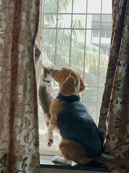 Who says cats and dogs can't be the best of friends? In a multi-pet household, my priority is ensuring every animal feels secure and respected. This peaceful moment of two buddies bird-watching together is a perfect example of the harmony I help maintain in your home.
