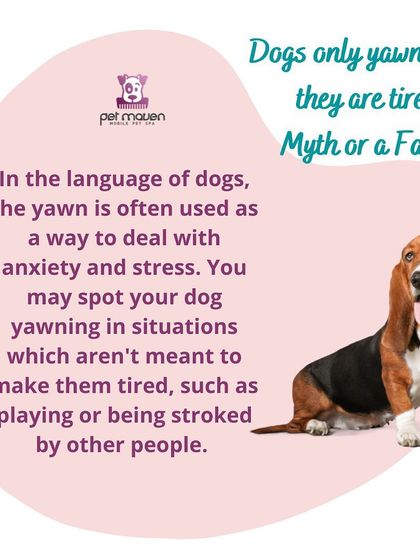Myth vs. Fact: Do dogs only yawn when tired? We explain that yawning can also be a sign of anxiety or stress in dogs, helping you better understand your pet's body language.