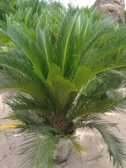 Another healthy Sago Palm.
