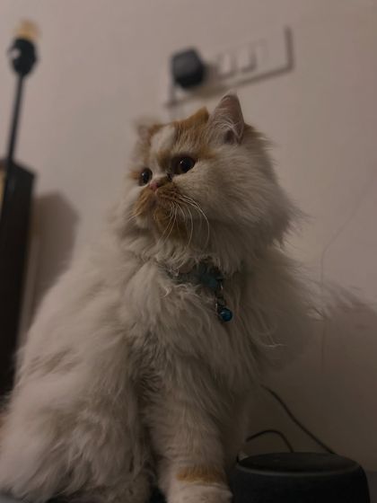 Pikachu looking regal. I have experience with various breeds, including long-haired cats like Persians who may need a bit of extra care.