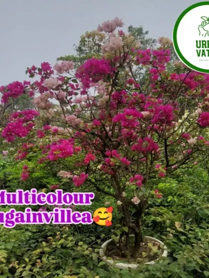 A gorgeous multi-colored Bougainvillea in full bloom. I can graft multiple colors onto a single plant to create a truly unique and eye-catching display.