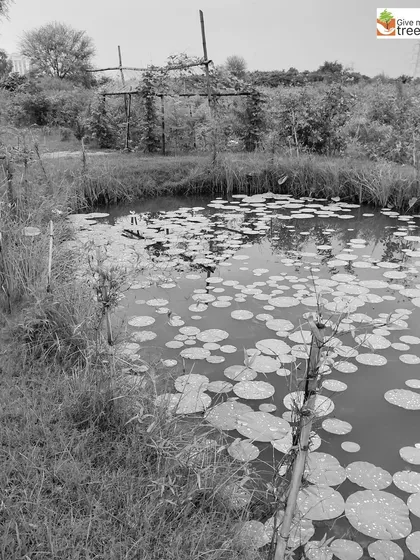 Water lilies cover the surface of a pond at our site. These aquatic plants provide shelter for fish and amphibians and help to keep the water clean and oxygenated.