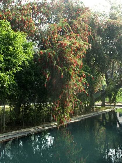 The Roseate is home to over 2000 trees, creating a lush, green canopy that you can enjoy from our waterways. It is a true natural retreat.