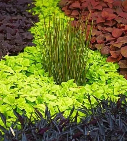 A successful garden design relies on a rich palette of textures and colors. This close-up shows how we combine different foliage types, from the deep purples and reds of Coleus to the bright greens of other groundcovers, to create a visually dynamic landscape.